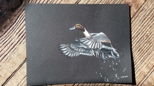 Pintail Duck