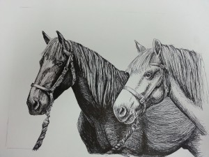 Draft Horses