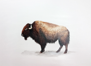 Buffalo